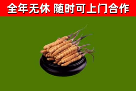 贡觉烟酒回收冬虫夏草.jpg