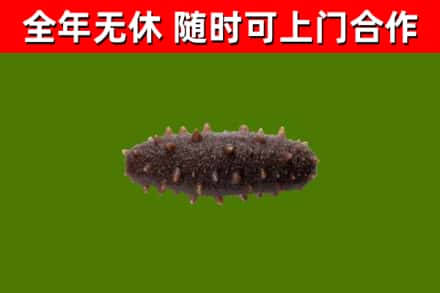 贡觉烟酒回收干海参.jpg